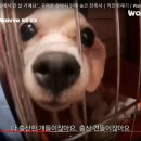 광주애견경매장 이미지