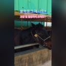 마리랑승마