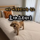 여수 여행가면 또 가고 싶은 애견동반 가능한 여수 숙소 호야스테이 내돈내산 솔직리뷰