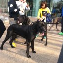 킴스펫 하우스 | (늦은 후기) :::: 킨텍스 펫 산업 박람회