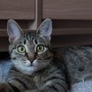 심경목장 이미지