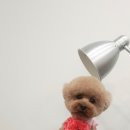 사월의 그루밍 이미지