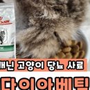 벳메이트 이미지