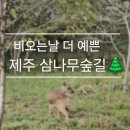 제주 오름 산책 | 비 오는 날 제주 이승이오름 삼나무숲길🌲 산책하다 노루 만난 후기