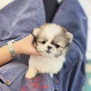 부산강아지분양 테디럽 명지본점 | 창원말티푸무료분양 테디럽 흥미로웠던 후기
