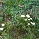 민들레농장 이미지