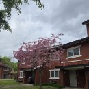 빨간지붕용산점 | 🏛️ 용산 미군기지 방문후기 | 그 철문 너머 세상, 드디어 들어가봤어요