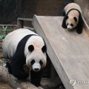 판다 이미지