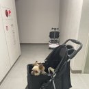 아발론2 | 강아지 개모차 아발론 투고라이트2 수원 펫페어 구매후기