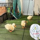 다운목장 | 삿포로 근교 노보리베츠 가볼 만한 곳 추천｜곰 목장 솔직 후기