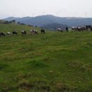 큰고개목장 이미지