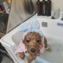 별이알이 댕댕샵 이미지