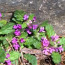 금란초교 이미지