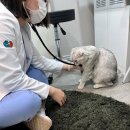 한마음동물의료원 | 안성 동물병원 '한마음동물의료원' 꼼꼼한 고양이 건강검진!