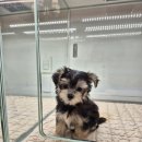 이정훈 강아지 하남본점 이미지