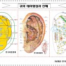 귀와 태아/신체/이침혈자리 배치 이미지