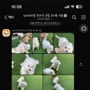 쉐이크테일 강아지 애견 유치원 호텔 미용 이미지