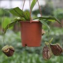 0131 네펜데스 Tropical pitcher plant 이미지