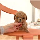 퍼피안 | 일산토이푸들분양 퍼피에몽 솔직후기