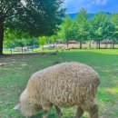 스위스목장 이미지