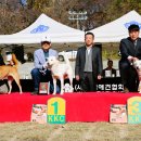 서울애견 이미지