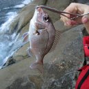 상사리(상) 이미지