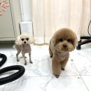 살롱드댕댕 이미지