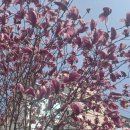 착한나무 이미지