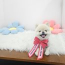 화니오기 펫살롱 | 대전 둔산동 포메라니안 애견미용 후기, 오늘하루펫살롱 엉킨털에서 곰돌이컷으로 대변신