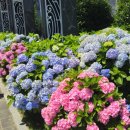 장생마을 | 2025 울산 장생포 수국축제｜추억의달동네(장생포옛마을) 생각보다 볼거리가 많았던 솔직후기!