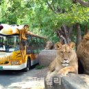 사파리 - 사상구 사상로233번길 10-7 | 사파리