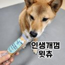 P&P 소프트 | 쌀로 만든 강아지 개껌 윗츄 덴탈껌 내돈내산 후기