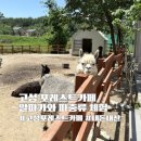 인형의 거리(뱀) | 고성 포레스트카페 삼포해수욕장 근처 알파카 파충류체험 아이와 함께 추천 내돈내산