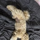 댕겨올개 이미지