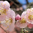 백양사(순천) 이미지