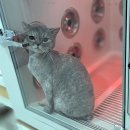 귀엽개귀엽냥 이미지