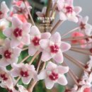 초보식물 집사들을 위한 홈가드닝 이미지