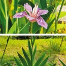 식물이야기 이미지