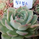 다육식물놀이터