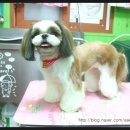 도토리 펫살롱 이미지