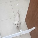 잇츠플레르