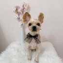 해피펫살롱 이미지