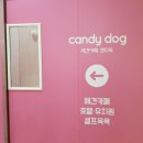 캔디독 이미지