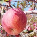 박은영농장 이미지