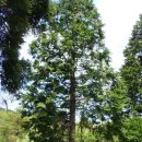 먼나머루 이미지