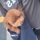 몽실하개 이미지