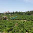 신례초등학교 | 제주 뚜벅이 여행 :: 중문해수욕장맛집 은희네해장국 중문점 / 제주 655번 버스 시간표