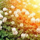 행복나무인테리어 이미지