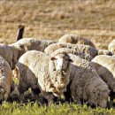 [사소한 역사] 고대 로마서도 인기였던 영국산 양털, 18세기 일어난 산업혁명의 씨앗 됐죠 이미지