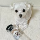 반려동물의류제작(중급) | 텀블러 꾸미기 필수템｜반려동물 UV DTF 투명 방수 스티커 후기